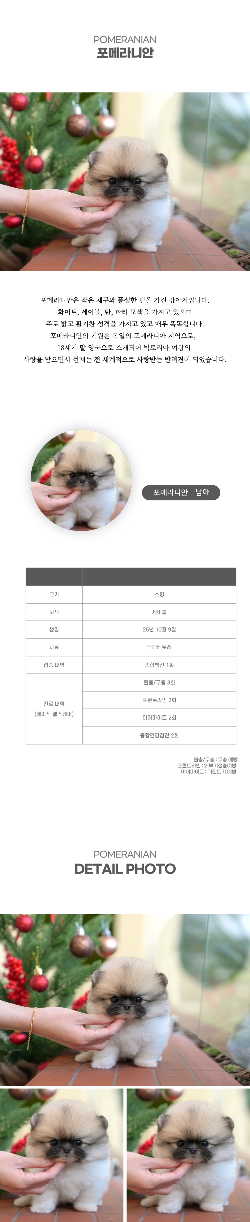 포메라니안_상세이미지_2